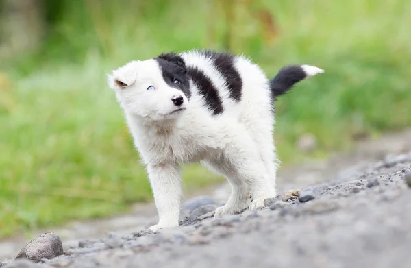 Border Collie pup op een boerderij — Stockfoto