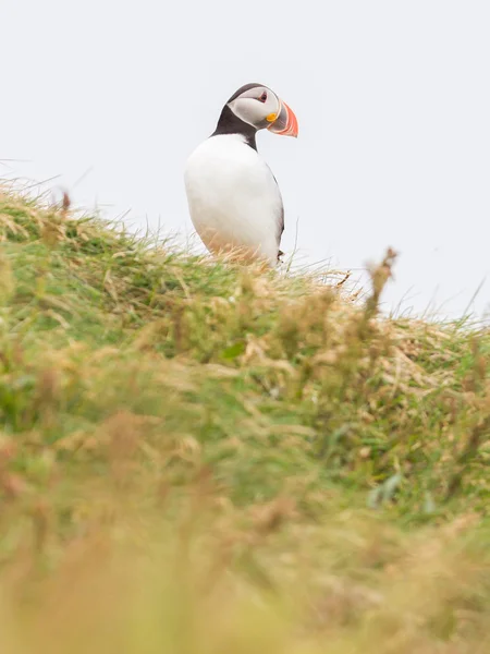 Puffin colorido aislado en ambiente natural —  Fotos de Stock