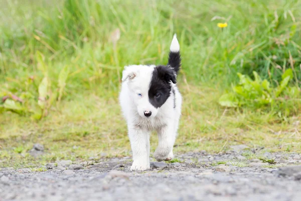 Border Collie pup op een boerderij — Stockfoto