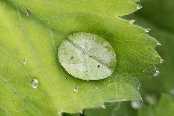 Зеленый лист с каплей воды — стоковое фото