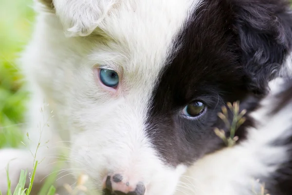 Frontera Collie cachorro en una granja — Foto de Stock