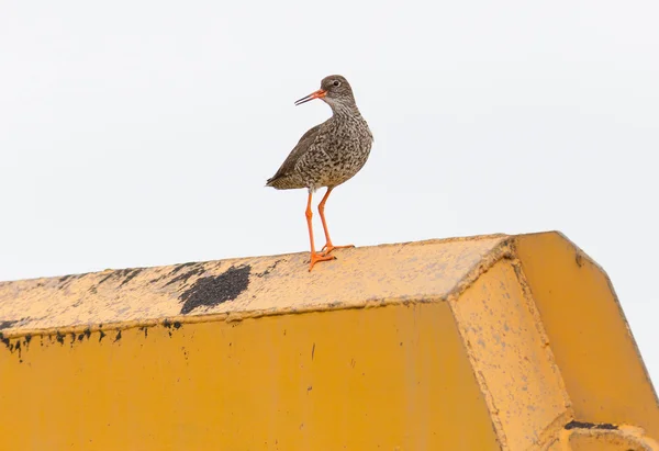 Rödbena på bit av tunga maskiner — Stockfoto