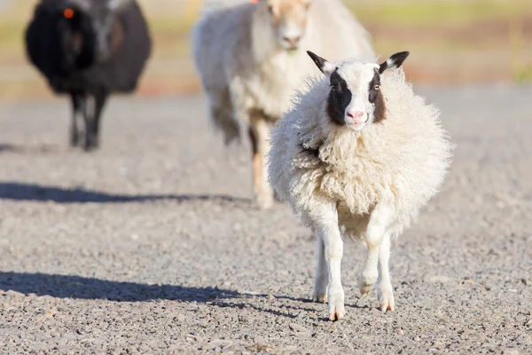 Isländska fåren korsar en väg — Stockfoto