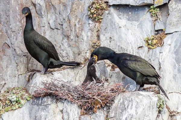 Ευρωπαϊκό shag (phalacrocorax ΑΡΙΣΤΟΤΕΛΗΣ) — Φωτογραφία Αρχείου