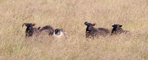 Herd of sheep in a field — Stock Photo, Image