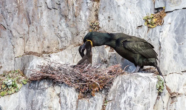 Tepeli karabatak (phalacrocorax aristotelis) — Stok fotoğraf