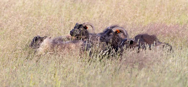 Troupeau de moutons dans un champ — Photo