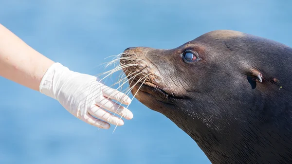 Sealion adulto a ser tratado - Foco selectivo — Fotografia de Stock