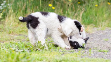 İki oynak kenar kömür ocağı kukla