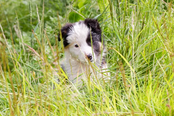 Kleine Border Collie pup op een boerderij — Stockfoto