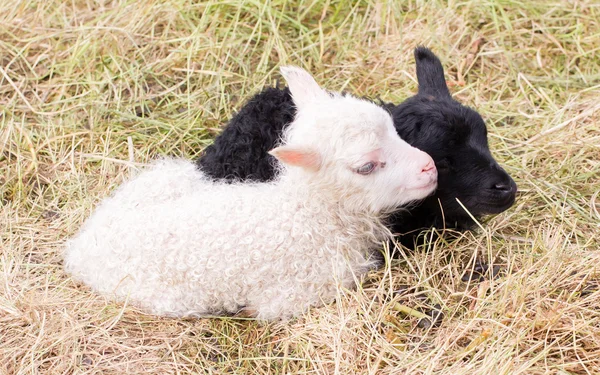 Små nyfödda lamm vilar i gräset - svart och vitt — Stockfoto