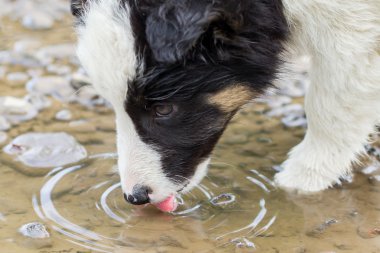 Bir çiftlikte küçük kenar kömür ocağı köpek yavrusu bir havuzdan içme