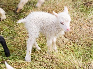 Küçük yeni doğmuş kuzu ayakta çimenlerin üzerinde