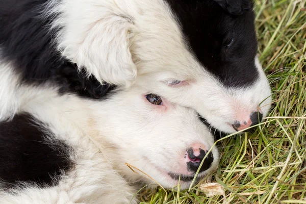 Border Collie pups slapen op een boerderij — Stockfoto