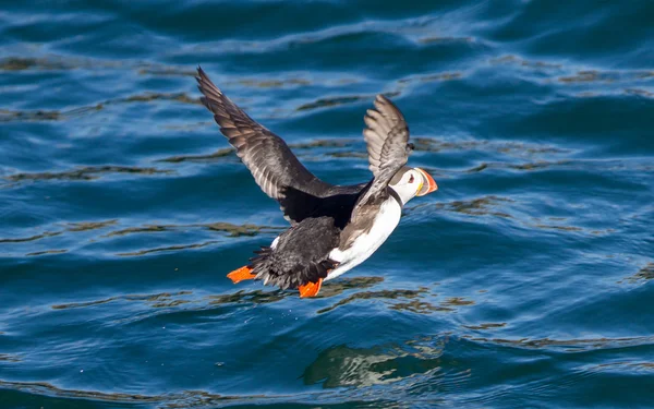 Puffin Atlántico (Fratercula arctica) volando bajo sobre el agua — Foto de Stock