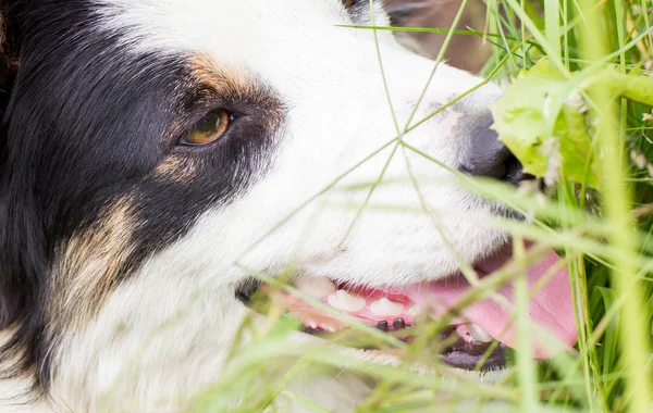 Speelse Border collie — Stockfoto