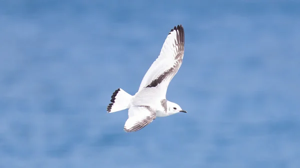 Black-legged kittiwake flying — Stock Photo, Image