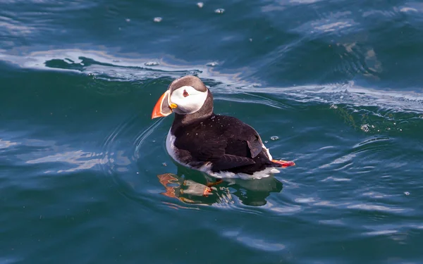 Puffin Atlântico (Fratercula arctica) nadando na água — Fotografia de Stock