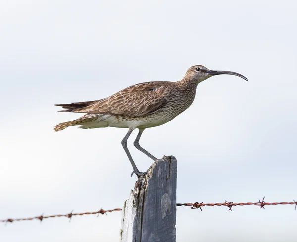 Whimbrel in Iceland — Stock Photo, Image