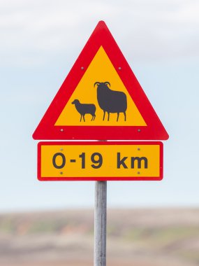 Gerçek koyun geçerken trafik işaretleri