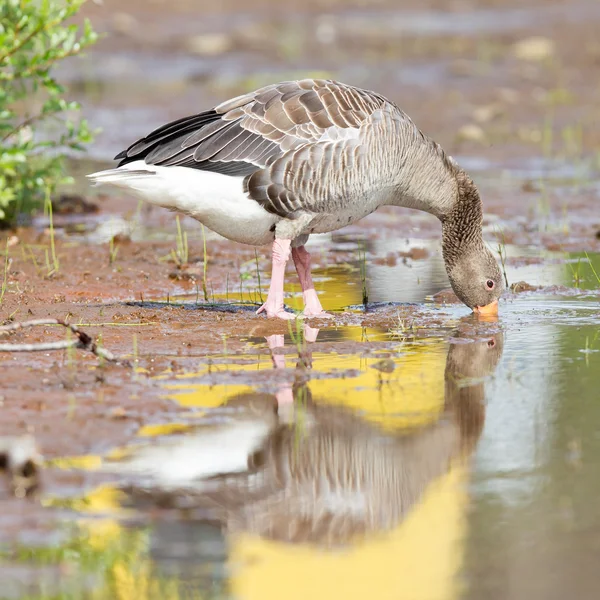 Greylag Goose boire dans un parc national en Islande — Photo