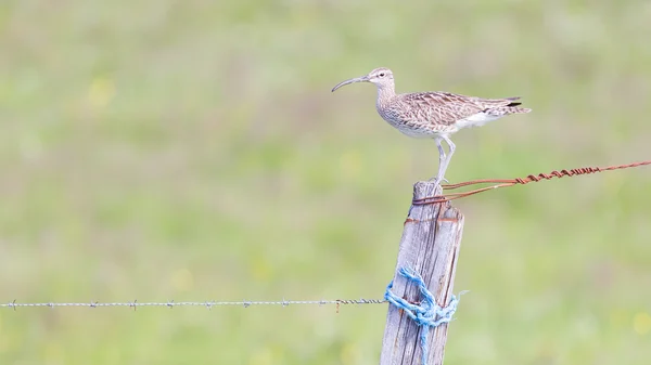 Whimbrel in Iceland — Stock Photo, Image