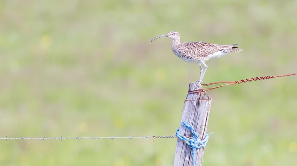 Whimbrel en Islandia — Foto de Stock