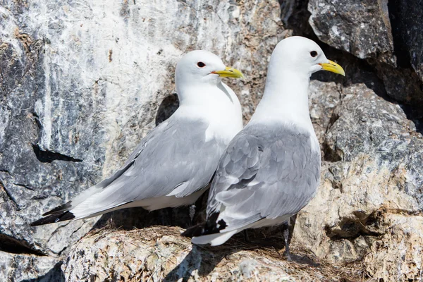 Μαύρο κουτσές θαλάσσιου πτηνού kittiwake — Φωτογραφία Αρχείου