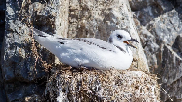 Black-legged kittiwake — Stock Photo, Image