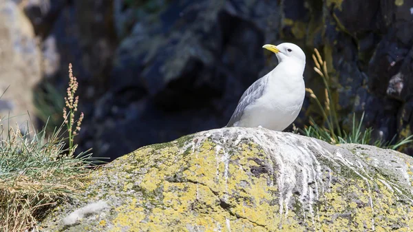 Чорний ногами kittiwake — стокове фото