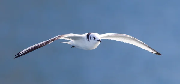 Black-legged kittiwake flying — Stock Photo, Image