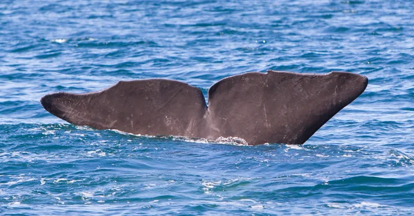 Cola de un espermatozoide Buceo ballena — Foto de Stock