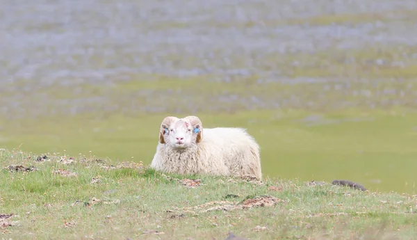 One Icelandic big horn sheep — Stock Photo, Image