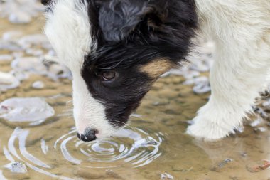 Bir çiftlikte küçük kenar kömür ocağı köpek yavrusu bir havuzdan içme