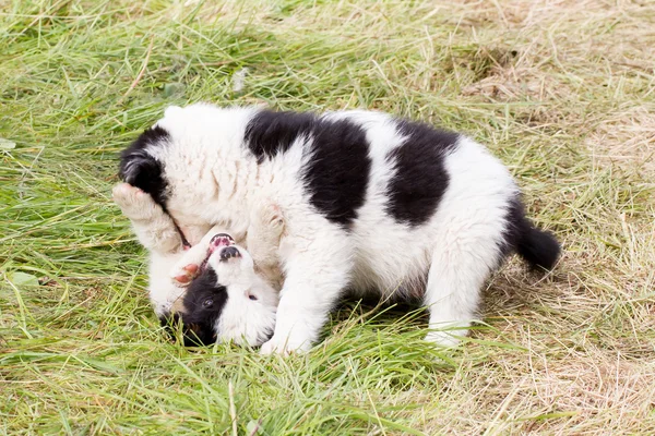 Twee speelse Border Collie puppies — Stockfoto