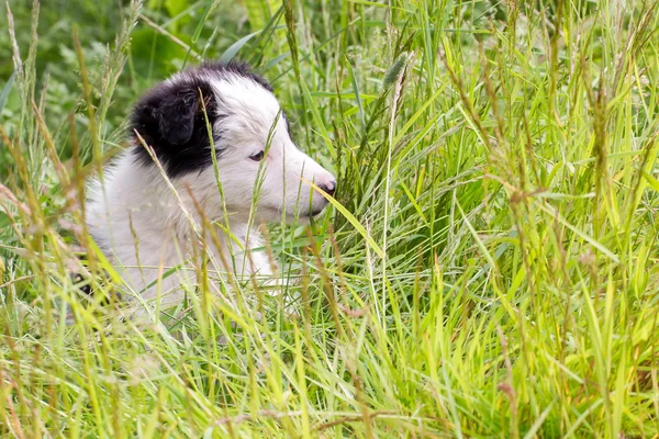 Kleine Border Collie pup op een boerderij — Stockfoto