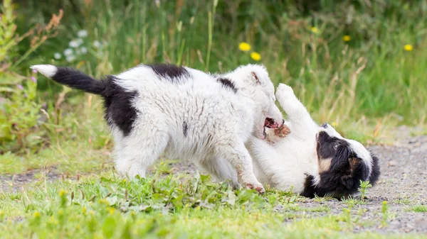 Dos juguetones cachorros Border Collie — Foto de Stock