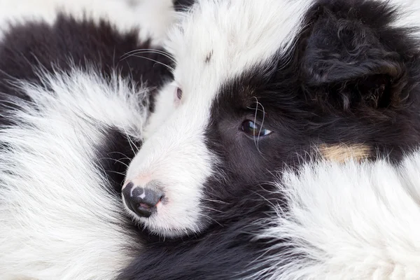 Border Collie pups slapen op een boerderij — Stockfoto