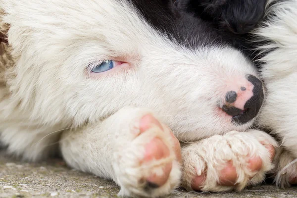 Border Collie pup op een boerderij — Stockfoto