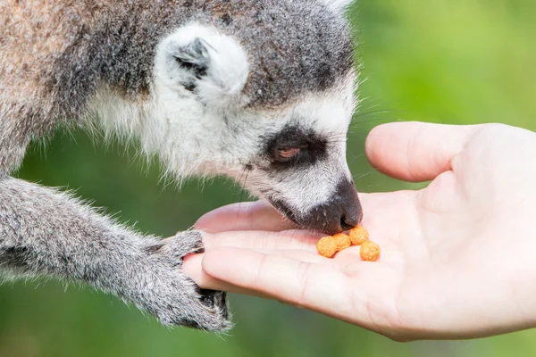 Lemur med mänsklig hand - selektiv fokus — Stockfoto