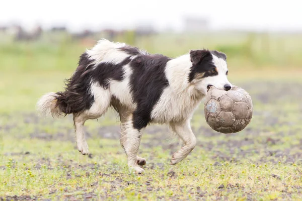 Brincalhão Fronteira collie — Fotografia de Stock