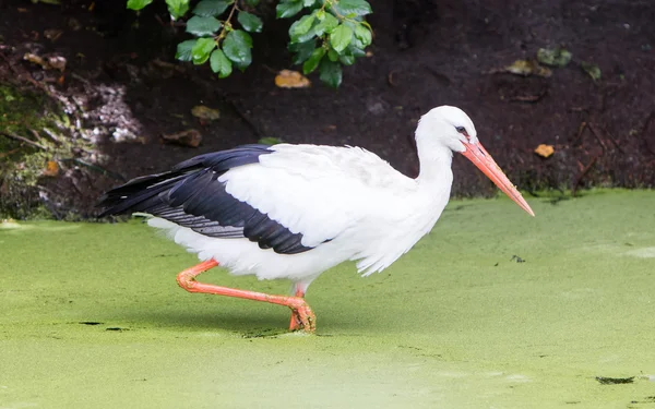 Stork walking in a pond filled with duckweed — Stock Photo, Image