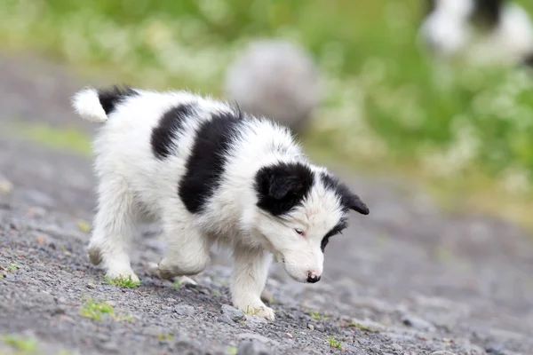 Kleine Border Collie pup op een boerderij — Stockfoto