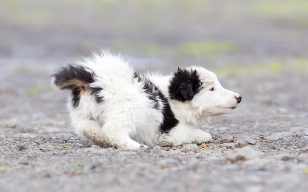 Kleine Border Collie pup op een boerderij — Stockfoto