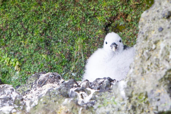 Pulcino di un kittiwake — Foto Stock