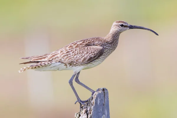 Regenbrachvogel in Island — Stockfoto