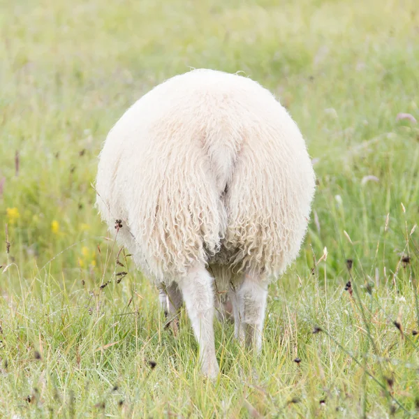 Um pastoreio ovelha islandesa — Fotografia de Stock