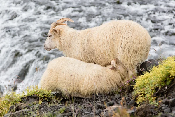 Unga får dricka - vattenfall i bakgrunden — Stockfoto