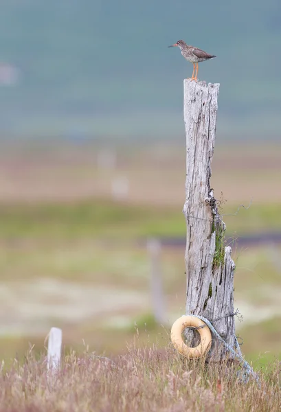 Kutup redshank — Stok fotoğraf