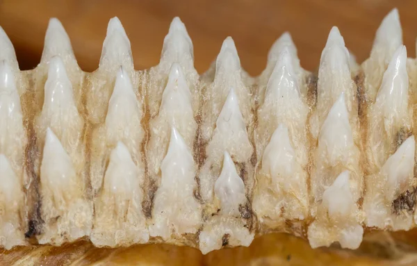 Fila de dientes de tiburón en la mandíbula —  Fotos de Stock